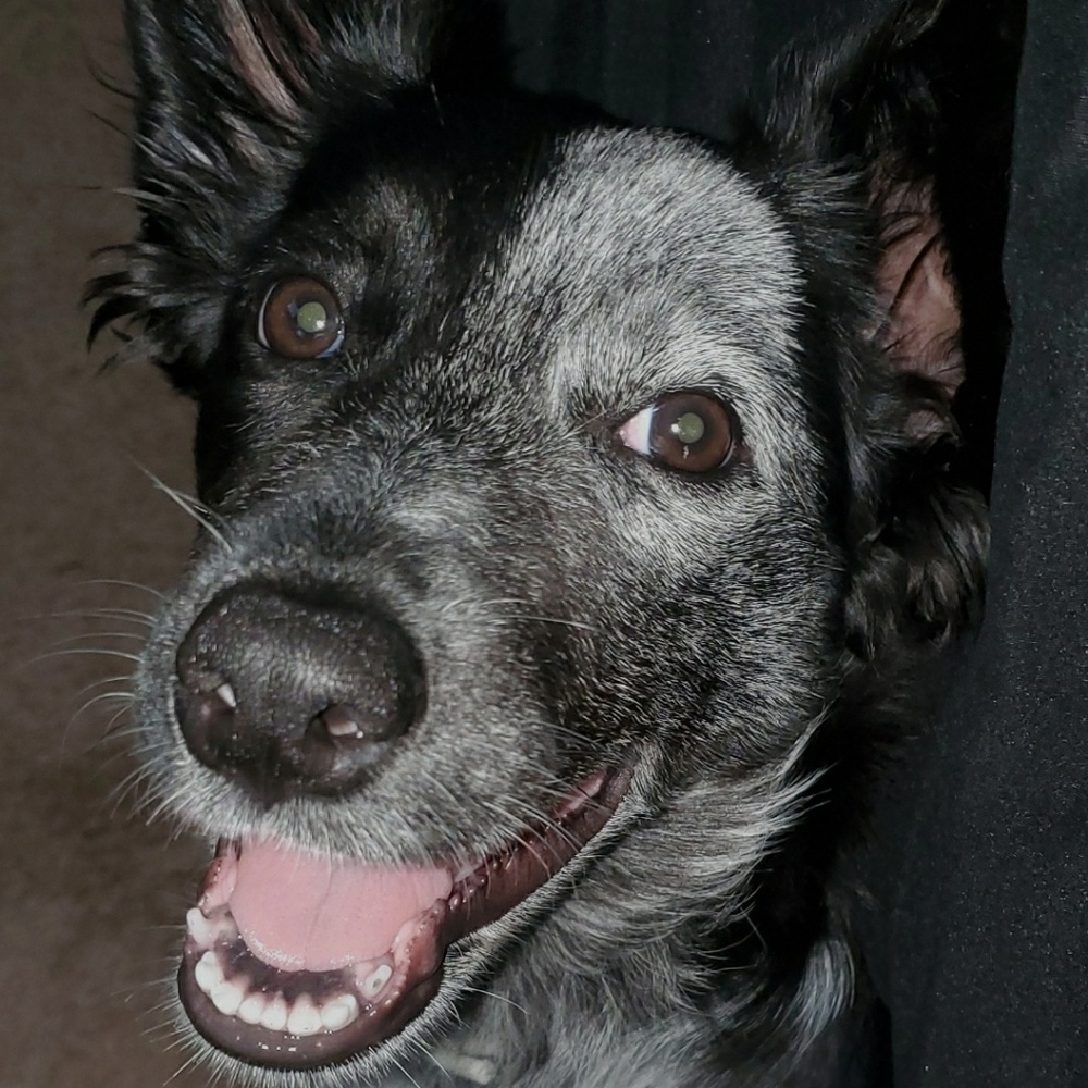 Meet your Posher, Your